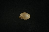 藏品(小椎實螺)的圖片